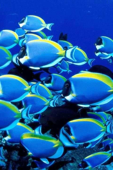 Fish Wallpaper screenshot 1