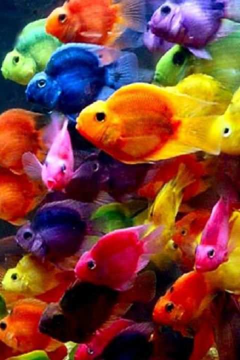 Fish Wallpaper screenshot 9