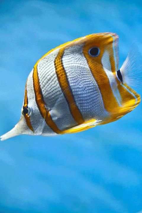 Fish Wallpaper screenshot 8