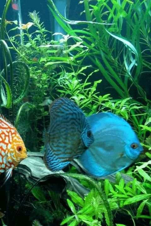 Fish Wallpaper screenshot 7