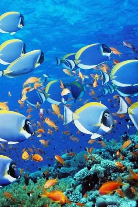 Fish Wallpaper screenshot 15