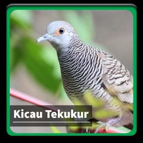 Kicau Suara Burung Tekukur screenshot 2