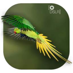 DSLRBlur Camera 1.0