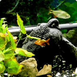 Fish Live Wallpaper HD 2 आइकन