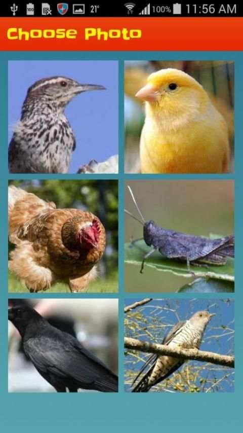 Bird's Picture Puzzle Game - IQ Test For Brain screenshot 5
