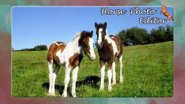 Horse Photo Editor screenshot 2