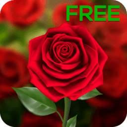 3D Rose Live Wallpaper Free 1.0