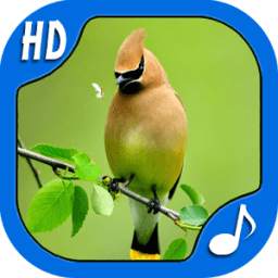 Top Bird Sounds & Ringtones