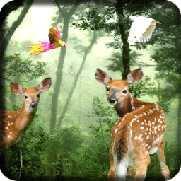 Rain Forest Live Wallpaper иконка