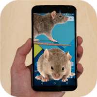 Mouse run in phone Prank on 9Apps
