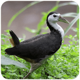 Suara Burung Ruak Ruak icon