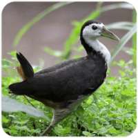 Suara Burung Ruak Ruak on 9Apps