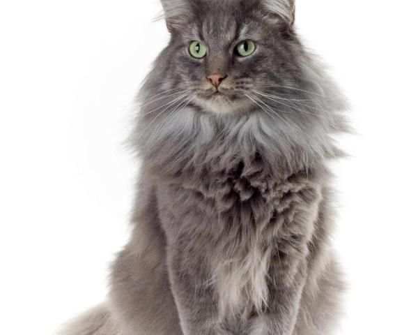 Great Cats Jigsaw Puzzles Game screenshot 1
