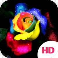 HD Wallpaper on 9Apps