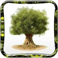 Formetvie - L'arbre de vie on 9Apps
