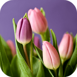Tulip Wallpapers आइकन