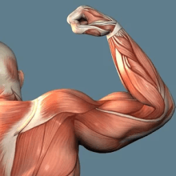 Тренировка рук icon