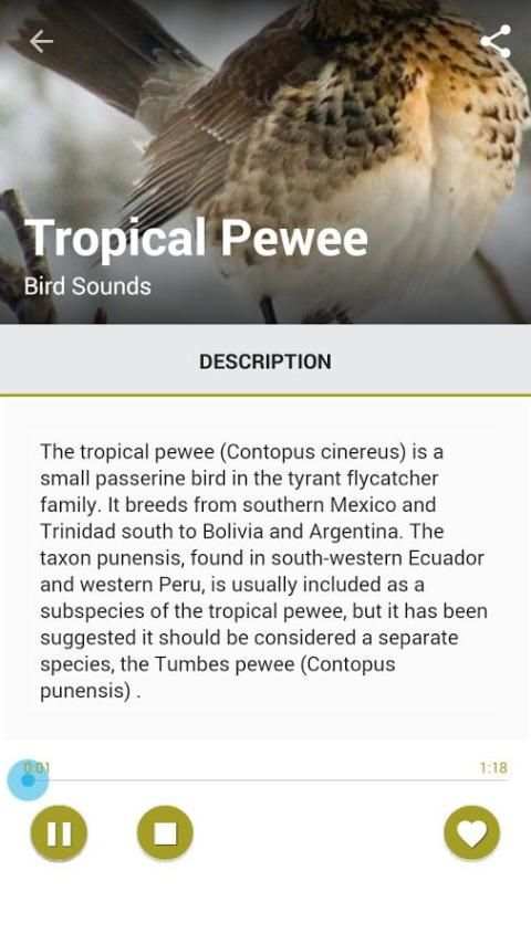 Birds Sound Pro скриншот 4