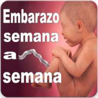 Embarazo Semana a Semana