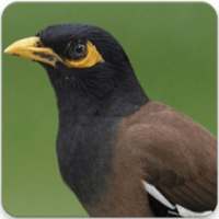 Common Myna Sound : Common Myna Bird Song