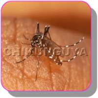 Best ways to treat Chikungunya at home