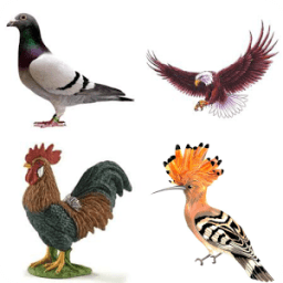 Birds Guess Game (Arabic) icon