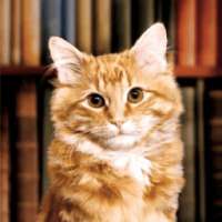 Породы кошек с названиями on 9Apps