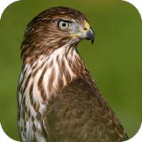 Hawk Sounds on 9Apps