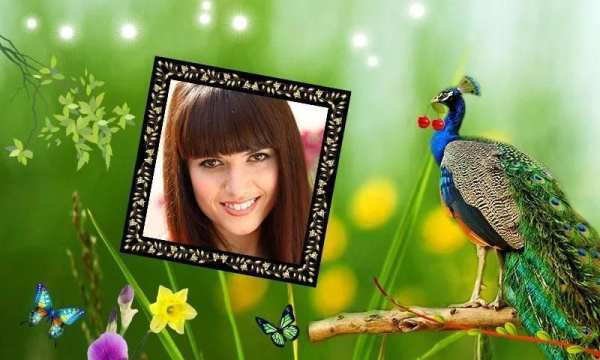 Peacock Photo Frames HD screenshot 4