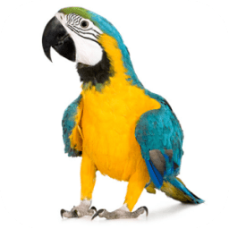 Mod Parrots for MCPE иконка