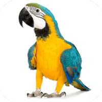 Mod Parrots for MCPE