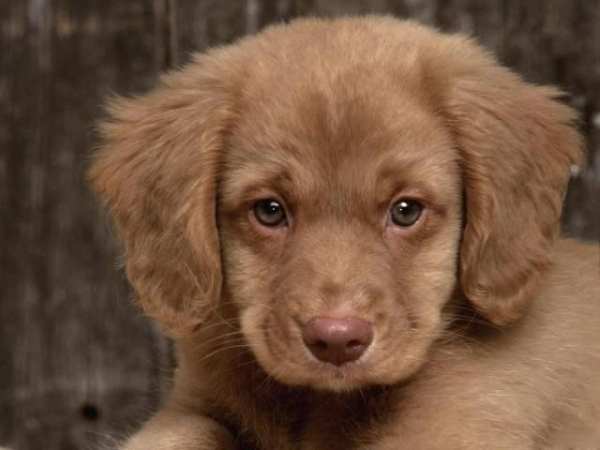 Dog Finder - Adopt A Puppy screenshot 6
