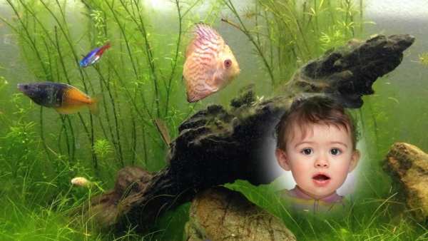 Fish Aquarium Photo Frame 3 تصوير الشاشة