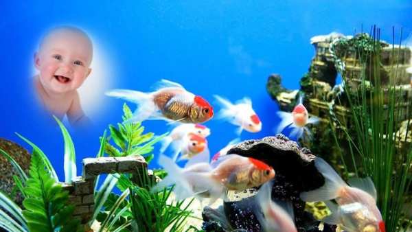 Fish Aquarium Photo Frame скриншот 1