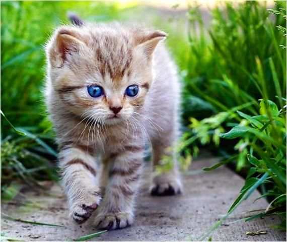 Kitten Cat Jigsaw Puzzles Game screenshot 2