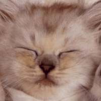 Милый Котик