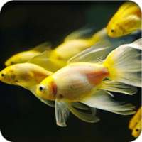 Betta Fish Live Wallpaper on 9Apps