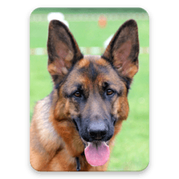 ikon German Shepherd Dog Wallpaper HD