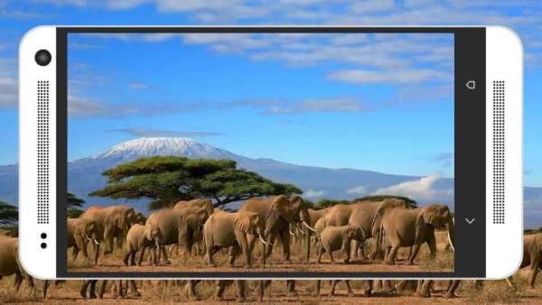 Animal & Birds Wallpapers screenshot 3
