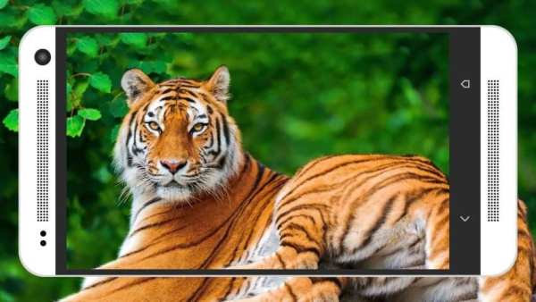 Animal & Birds Wallpapers स्क्रीनशॉट 8