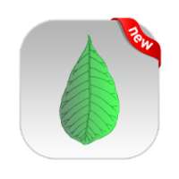ikon guide for Snapseed