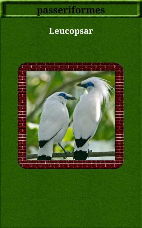 75-Birds Sound screenshot 4