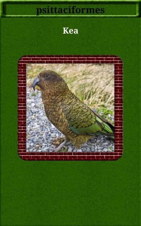 75-Birds Sound screenshot 5