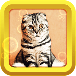 ikon Cat stickers 2018