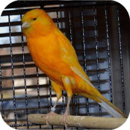 Canary Bird Sounds أيقونة