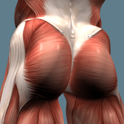 Тренировка для ягодиц icon