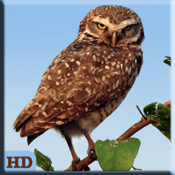 Brazilian Bird Song أيقونة