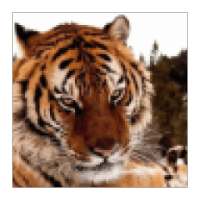 Tiger Wallpapers on 9Apps