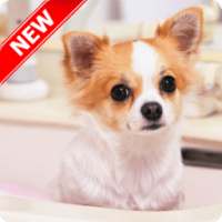 Puppy Wallpaper on 9Apps