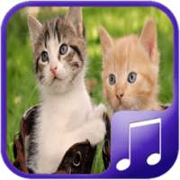Cat Sounds – Cat Noises App